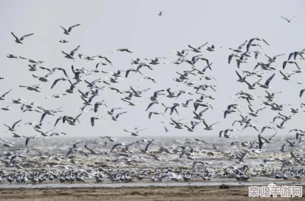 《烟雨江湖》游戏深度探索：全攻略揭秘稀有羽毛高效获取途径与技巧策略