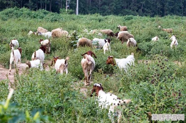 掌握我的世界：高效繁殖羊群技巧与策略，打造繁荣牧场新指南