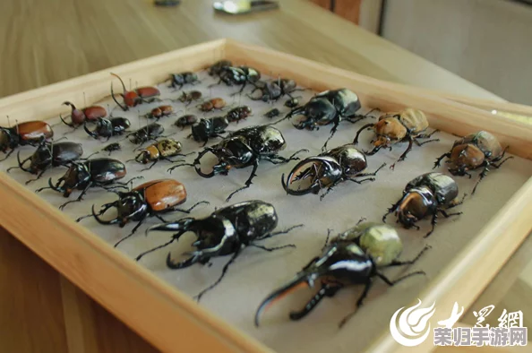 探索燕云十六声秘境：昆虫博物奇术全收集策略与鉴赏指南