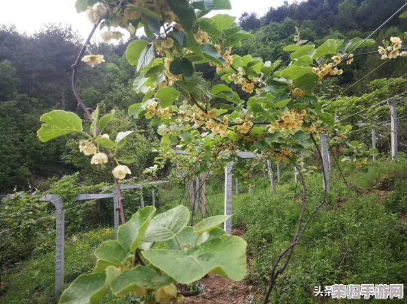 俄罗斯摘花：在美丽的自然中感受春天的气息与浪漫之旅