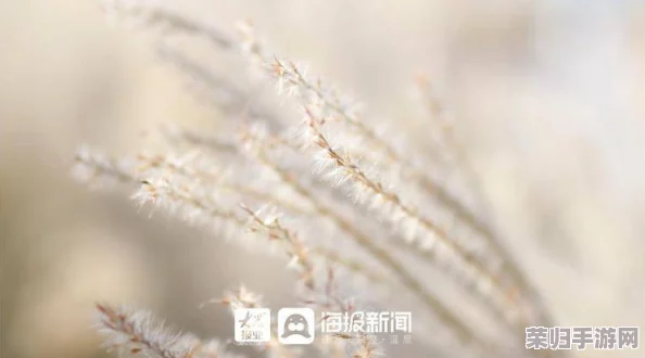 芦苇荡里的母爱:在自然的怀抱中感受无私奉献与温暖情感的真实故事 芦苇荡里的母爱:在自然的怀抱中感受无私奉献与温暖情感的真实故事