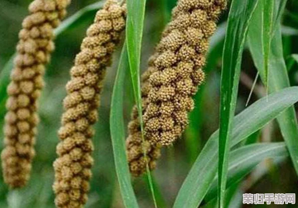 91精产国品一二三产区区别在网友热评：从田间到餐桌，品质与口感的完美体验让人惊艳不已