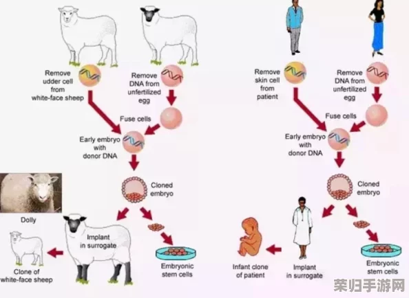 荧被丘丘人繁殖后代：基因编辑、克隆技术和遗传改良的应用