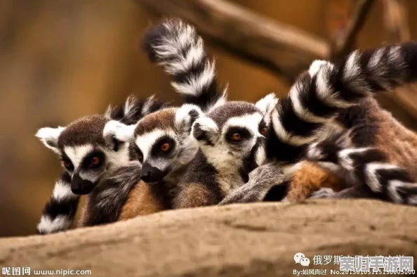 狐猴乔伊：动物王国中的策略大师，解锁独特生存与探索技能全览