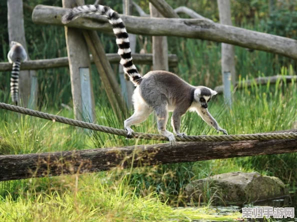 狐猴乔伊:动物王国中的策略大师,解锁独特生存与探索技能全览 狐猴乔伊:动物王国中的策略大师,解锁独特生存与探索技能全览