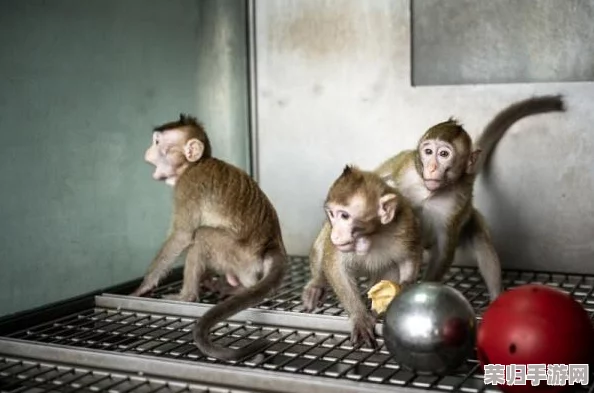 探索猴类体能恢复的奥秘：揭秘其惊人恢复速度背后的生理机制与适应策略