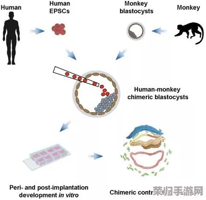 探索猴类体能恢复的奥秘：揭秘其惊人恢复速度背后的生理机制与适应策略