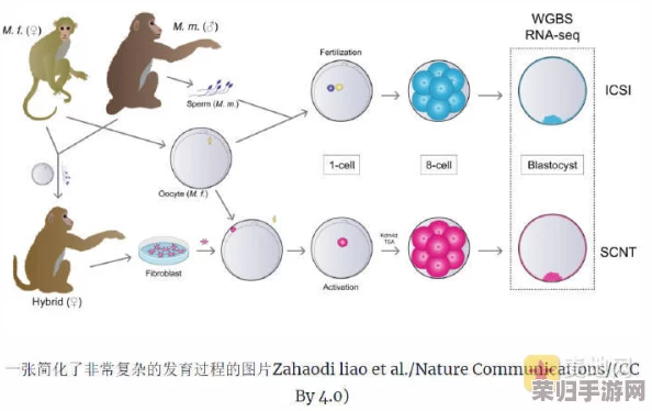探索猴类体能恢复的奥秘：揭秘其惊人恢复速度背后的生理机制与适应策略