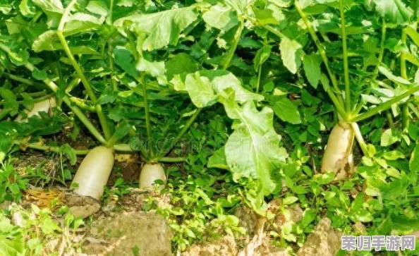 萝卜不黄9.1，教你如何轻松种出鲜嫩美味的健康蔬菜秘诀！