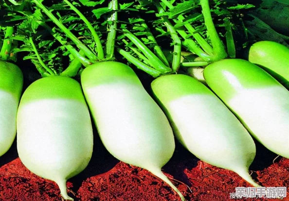 萝卜不黄9.1,教你如何轻松种出鲜嫩美味的健康蔬菜秘诀! 萝卜不黄9.1,教你如何轻松种出鲜嫩美味的健康蔬菜秘诀!