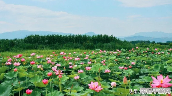 花下死套装：浪漫与悲伤交织的绝美时尚之旅，感受每一缕花香背后的故事