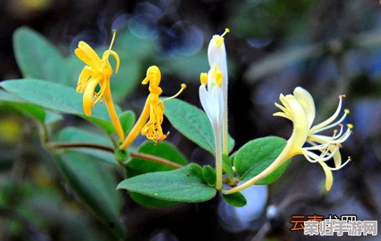 隔墙有眼TXL金银花：热门流言揭秘，真相惊人！