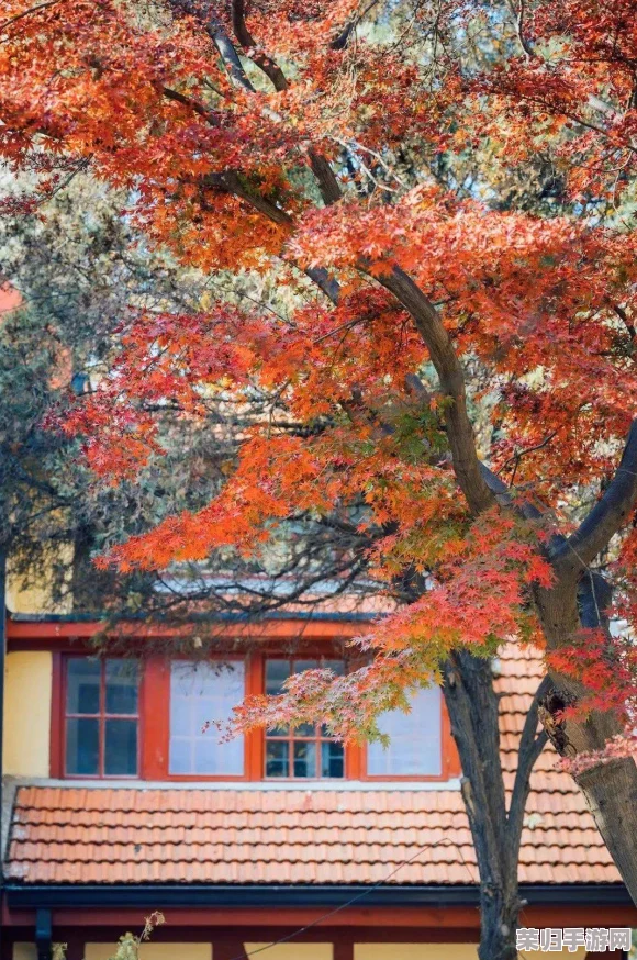 日本颜色程度10颗星：感受绚丽秋季的自然魅力与文化之美，带你领略独特风情