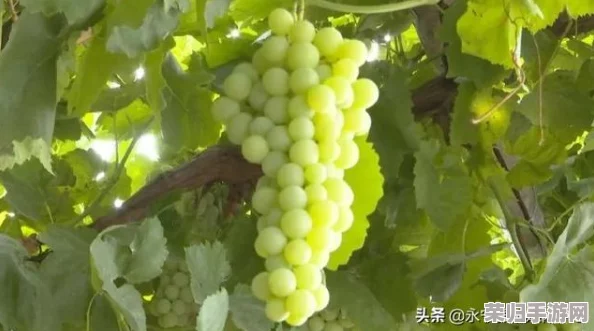 金秋梅荡秋千夹葡萄，感受丰收季节的美好与自然的馈赠，尽享生活中的小确幸