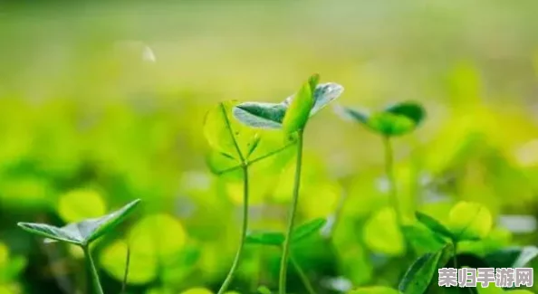 四叶草欧洲和国产区别大揭秘：幸运女神眷顾谁？一探究竟！