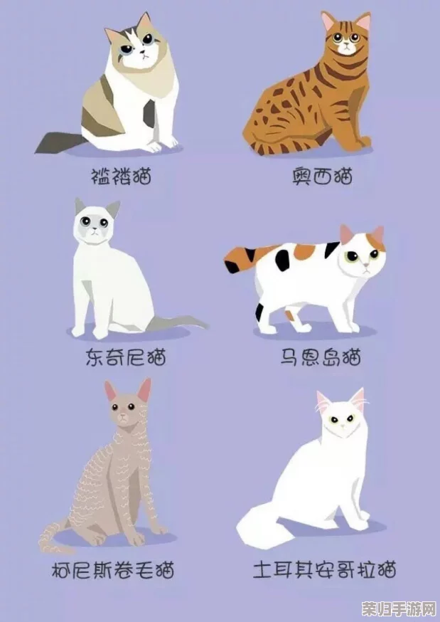 猫咪网站最新地域网名怎么取？2021年热门词汇大揭秘