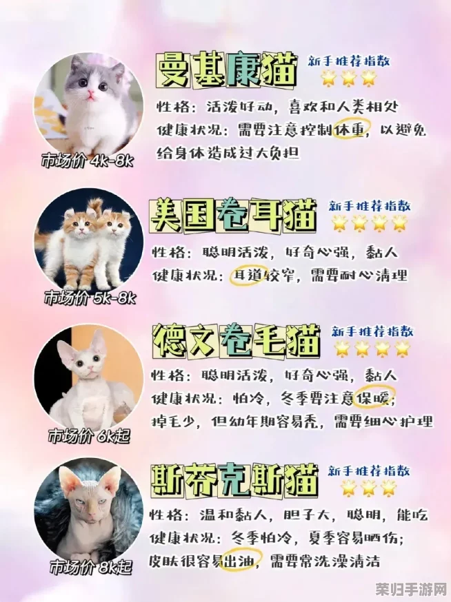 猫咪网站最新地域网名怎么取？2021年热门词汇大揭秘