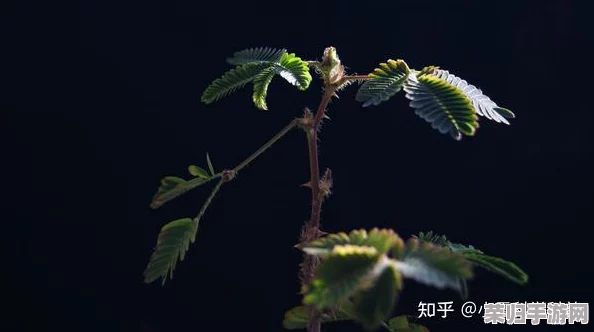 含羞草实验实验究2023：科学与自然的奇妙交汇，揭示植物反应背后的奥秘与启示