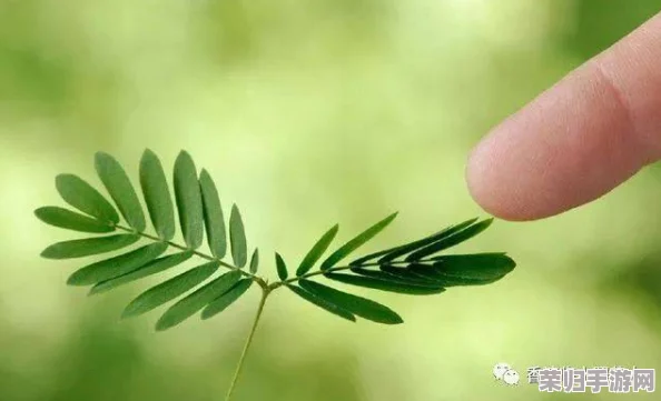 含羞草实验实验究2023：科学与自然的奇妙交汇，揭示植物反应背后的奥秘与启示
