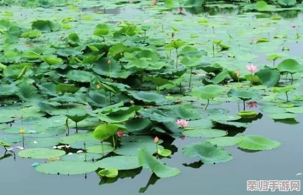 春潮玉露，满园花开，如诗如画，令人陶醉