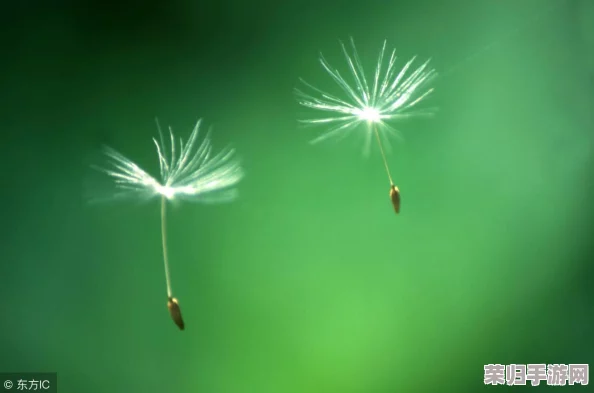 120秒午夜体验区5次，网友热评“仿佛置身梦境，刺激与惊喜交织的绝妙旅程”