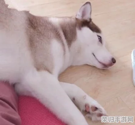解锁猫咪别追我：新手入门全攻略，轻松掌握游戏技巧与乐趣玩法指南