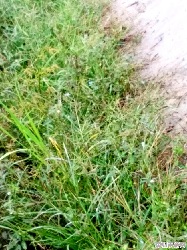 0adc野草年龄认证欢迎您的到来，专业、准确、便捷，让您轻松了解野草的真实年龄