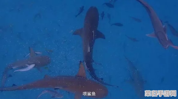 魔兽世界乌龟服攻略:10级猎人缺失职业任务?解锁成长新路径! 魔兽世界乌龟服攻略:10级猎人缺失职业任务?解锁成长新路径!