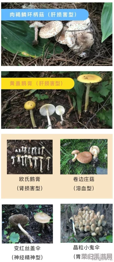 17c555黑料蘑菇:如何在家轻松种植与养护的全攻略分享 17c555黑料蘑菇:如何在家轻松种植与养护的全攻略分享