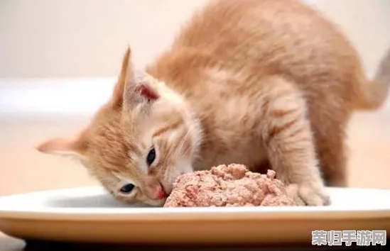 《怪物猎人：世界》顶尖猫饭秘籍，解锁最佳食材搭配策略！