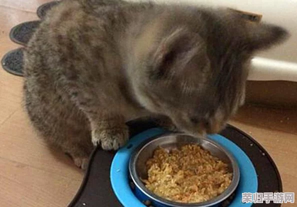 《怪物猎人：世界》顶尖猫饭秘籍，解锁最佳食材搭配策略！