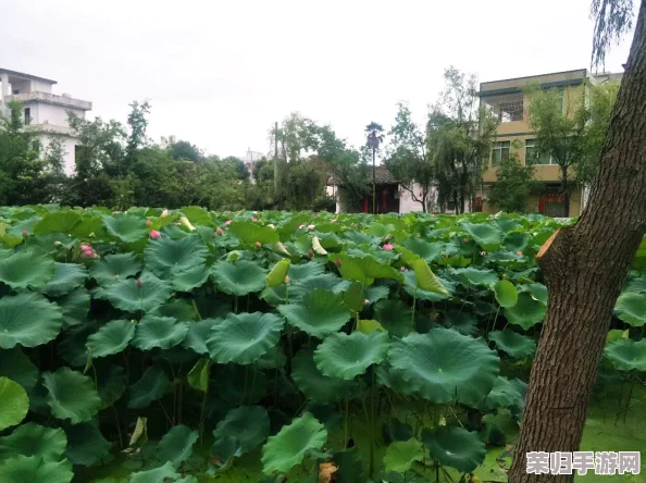 含苞待放周延镇莹莹谜：探寻乡村振兴与文化传承的美丽交融之路