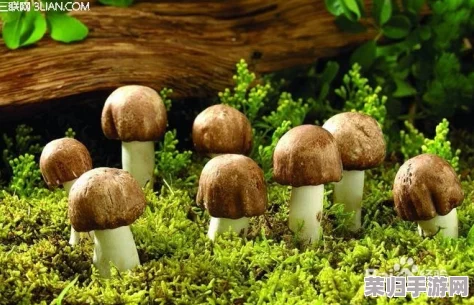 大蘑菇进入子宫的10个原因：女性健康与神秘生物学的奇妙交汇