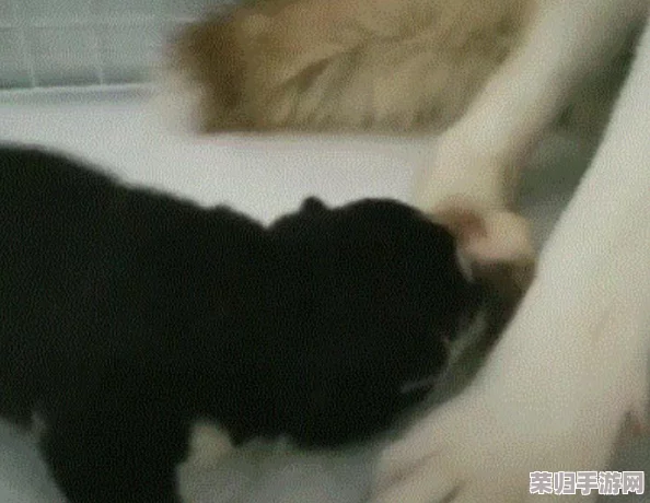 你他妈别舔了,这种行为真让人无语,网友们纷纷表示无法理解 你他妈别舔了,这种行为真让人无语,网友们纷纷表示无法理解