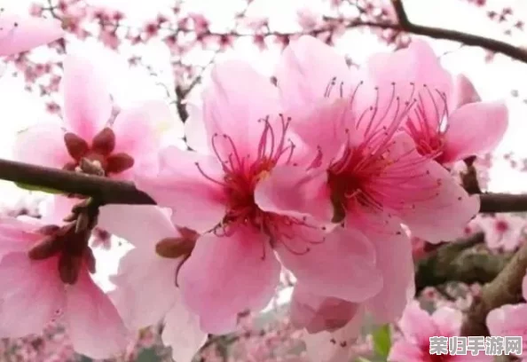 国色天香桃花朵朵开万事皆胜意,春暖花开时节共赏美景乐享生活 国色天香桃花朵朵开万事皆胜意,春暖花开时节共赏美景乐享生活