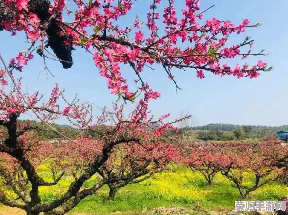 国色天香桃花朵朵开万事皆胜意,春暖花开时节共赏美景乐享生活 国色天香桃花朵朵开万事皆胜意,春暖花开时节共赏美景乐享生活
