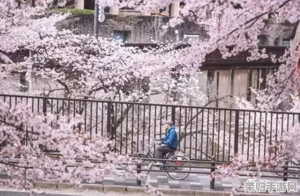 日本签证清高难度破解:一场樱花树下的签证冒险之旅 日本签证清高难度破解:一场樱花树下的签证冒险之旅