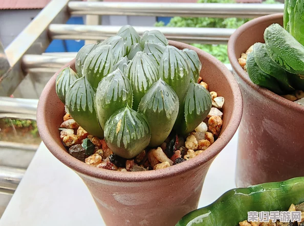 全新升级的玉露春潮等你来下载,一起感受生命的律动 全新升级的玉露春潮等你来下载,一起感受生命的律动