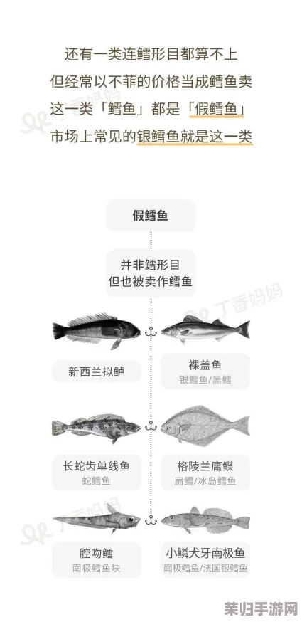 高效获取反鳕鱼蓝图秘诀：一步一步教你如何轻松到手！