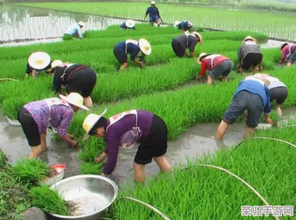 夫妻插秧38种方法图片大全：多样化的技巧与创意，助你轻松掌握插秧艺术！