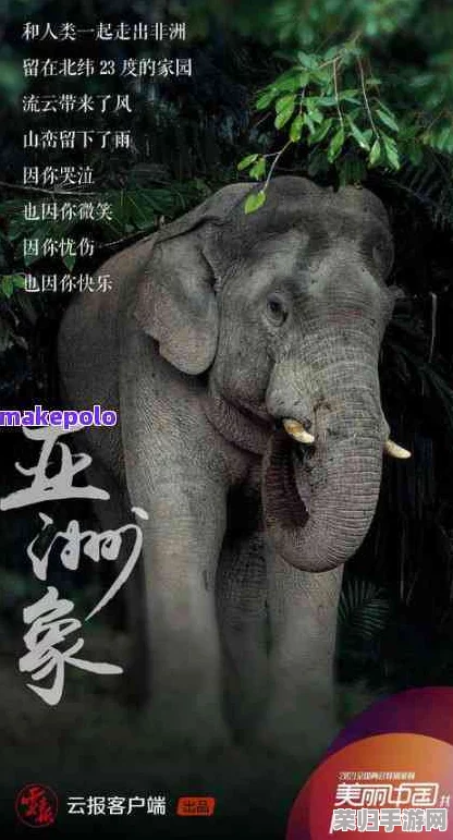 大伊香煮大象的传承文化:一口锅里的千年美味与智慧传说 大伊香煮大象的传承文化:一口锅里的千年美味与智慧传说
