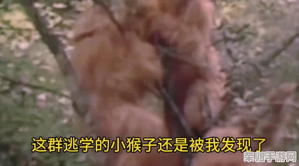 两个生猴子不盖被子，夜晚睡觉会感冒吗？