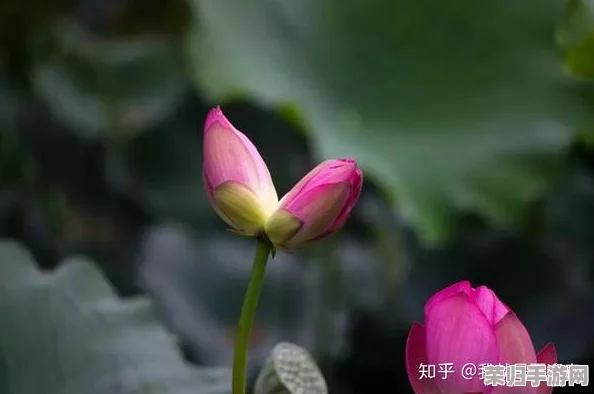 “两瓣红莲今夜开，寓意深远，象征着爱情与希望的绽放”