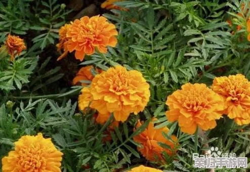 波西亚时光：孔雀菊绝美绽放地点大搜索！