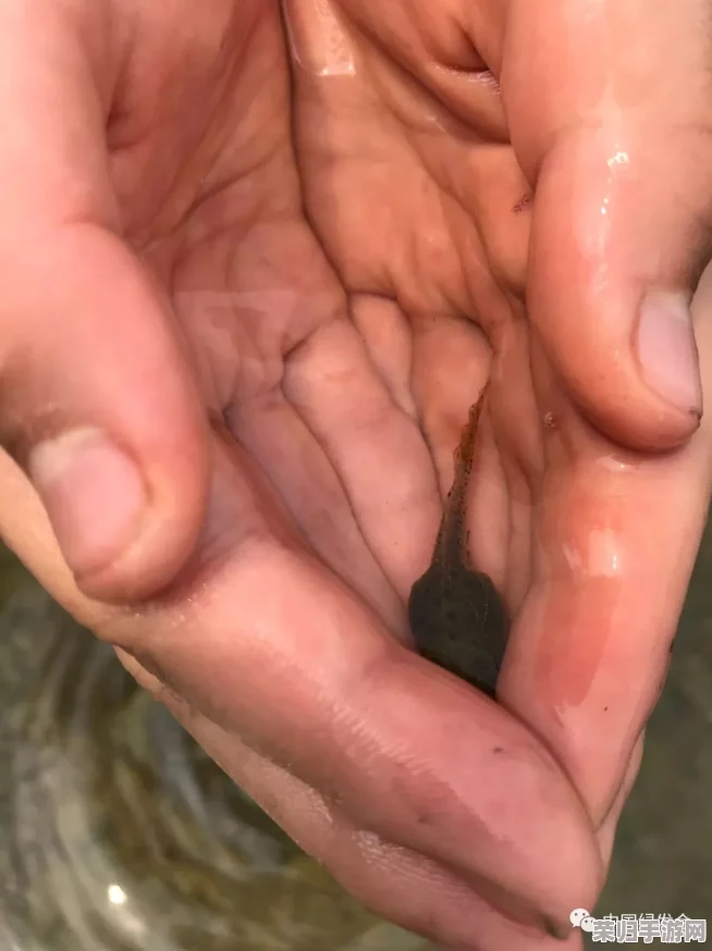 蝌蚪窝一个释放的秘密:探寻背后隐藏的真相 蝌蚪窝一个释放的秘密:探寻背后隐藏的真相