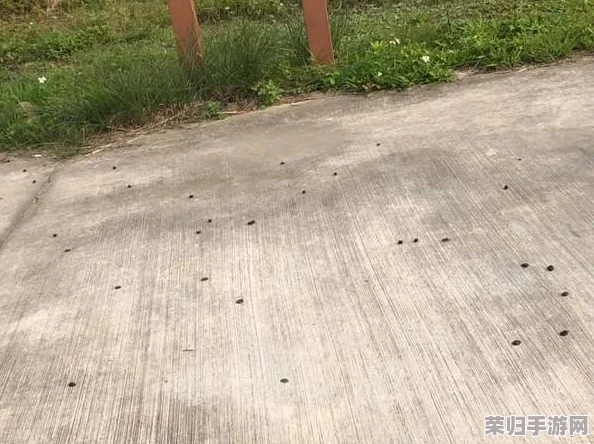 牧羊人之心：深度攻略解析，助你成为顶尖牧场大师！