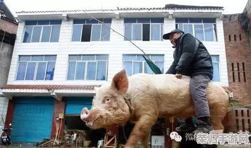 女人与公猪交交：网友热议这一话题，观点各异，真实情况究竟怎样引发关注与讨论