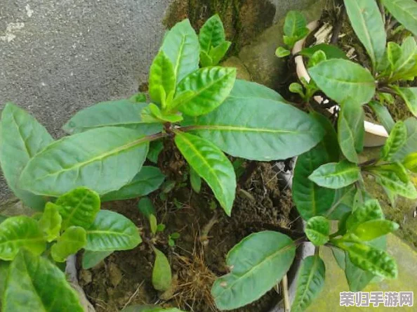 柞精病楝7：揭秘这种罕见植物疾病的七大特征和治疗方法