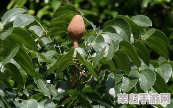 柞精病楝7：揭秘这种罕见植物疾病的七大特征和治疗方法