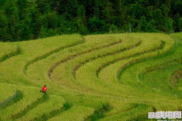 《桃源记》全面指南：从选种到丰收，细致解锁野菜苗高效种植步骤